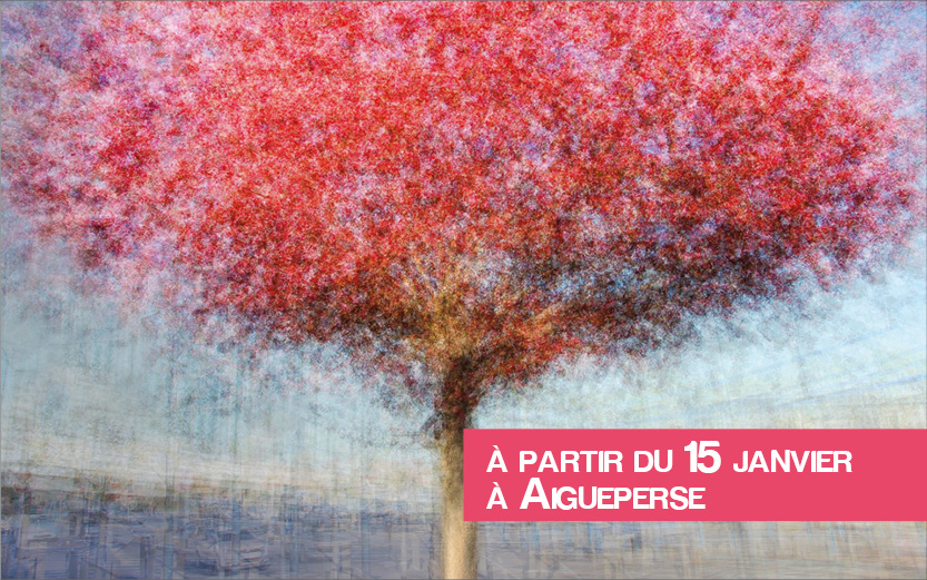 Exposition Arborescences